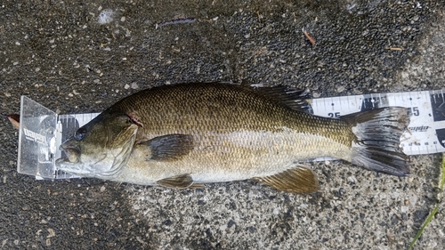 スモールマウスバスの釣果