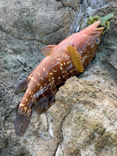 アコウの釣果