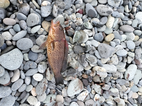 オオモンハタの釣果