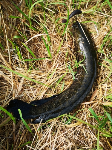 ライギョの釣果