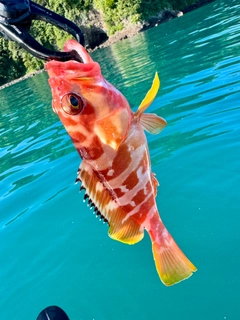 アカハタの釣果