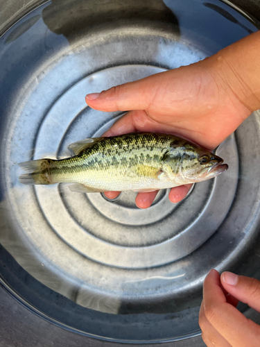 ラージマウスバスの釣果