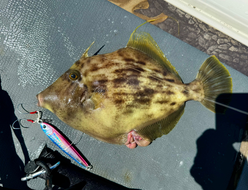 カワハギの釣果