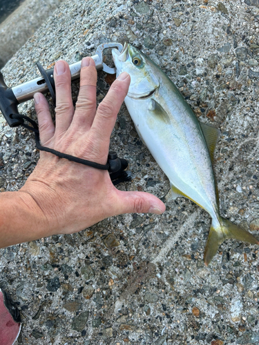 ツバスの釣果