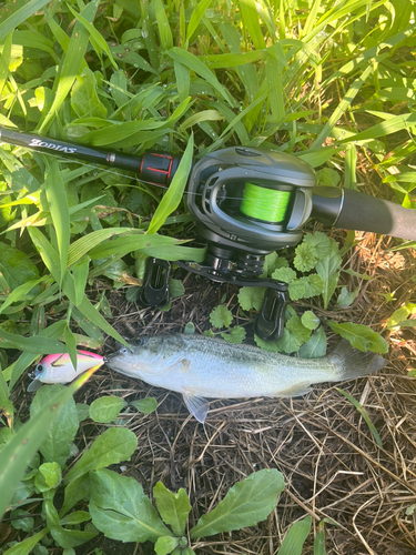 ブラックバスの釣果