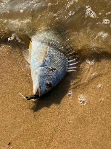 キビレの釣果