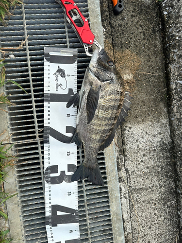 クロダイの釣果