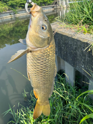 コイの釣果