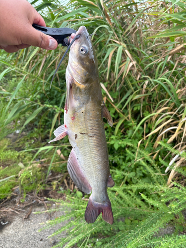 アメリカナマズの釣果