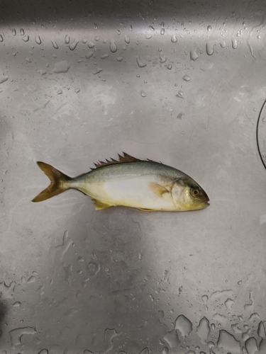 カンパチの釣果