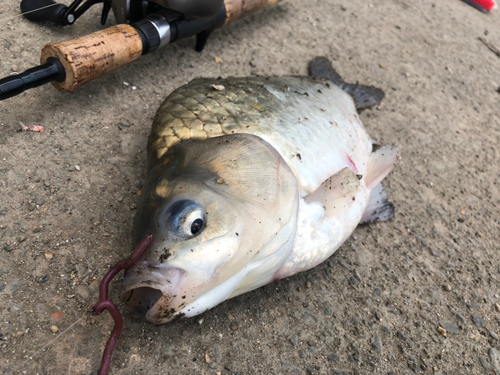 ヘラブナの釣果