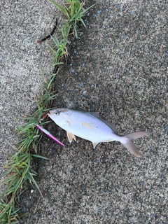 ショゴの釣果