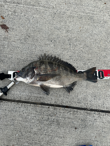 クロダイの釣果