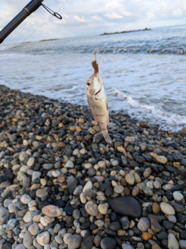 チャリコの釣果