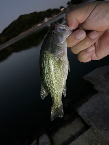 ラージマウスバスの釣果