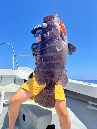 マハタモドキの釣果