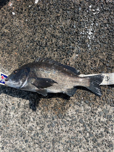 クロダイの釣果