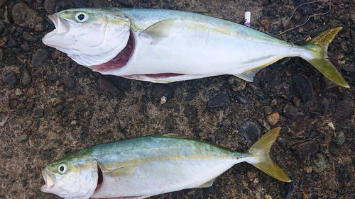 ツバスの釣果