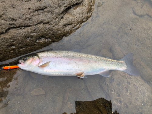 ニジマスの釣果