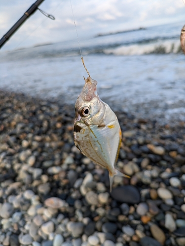 ヒイラギの釣果