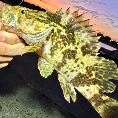 タケノコメバルの釣果