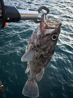 ソイの釣果