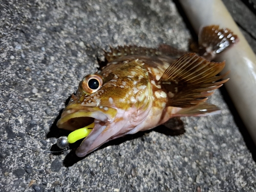 ハナミノカサゴの釣果