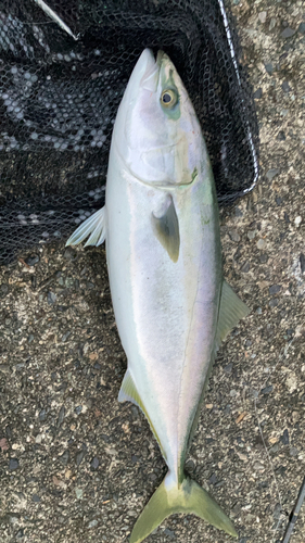 イナダの釣果