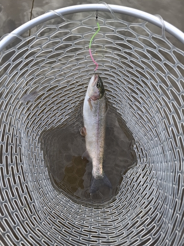 ニジマスの釣果