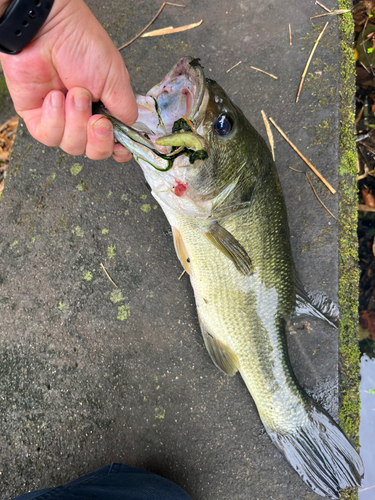 ブラックバスの釣果