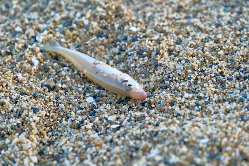 キスの釣果