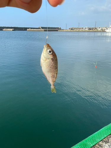 アイゴの釣果