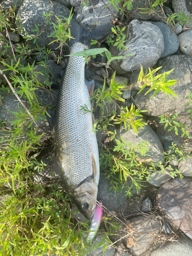 ウグイの釣果