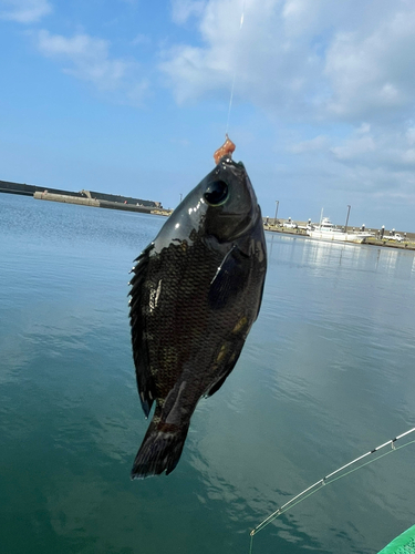 グレの釣果