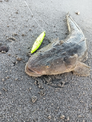 マゴチの釣果