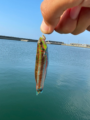 ニシキベラの釣果