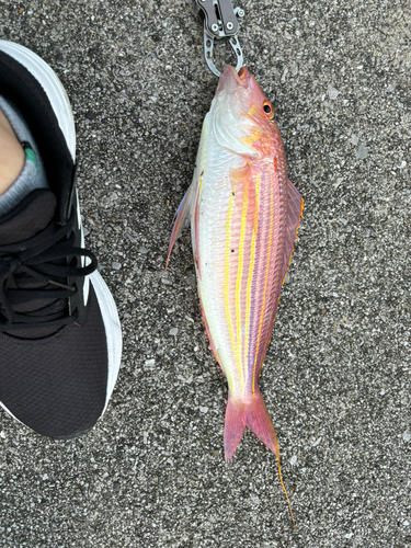 イトヨリダイの釣果