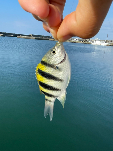 オヤビッチャの釣果