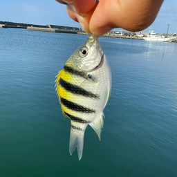 オヤビッチャ