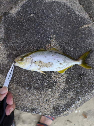 ショッコの釣果