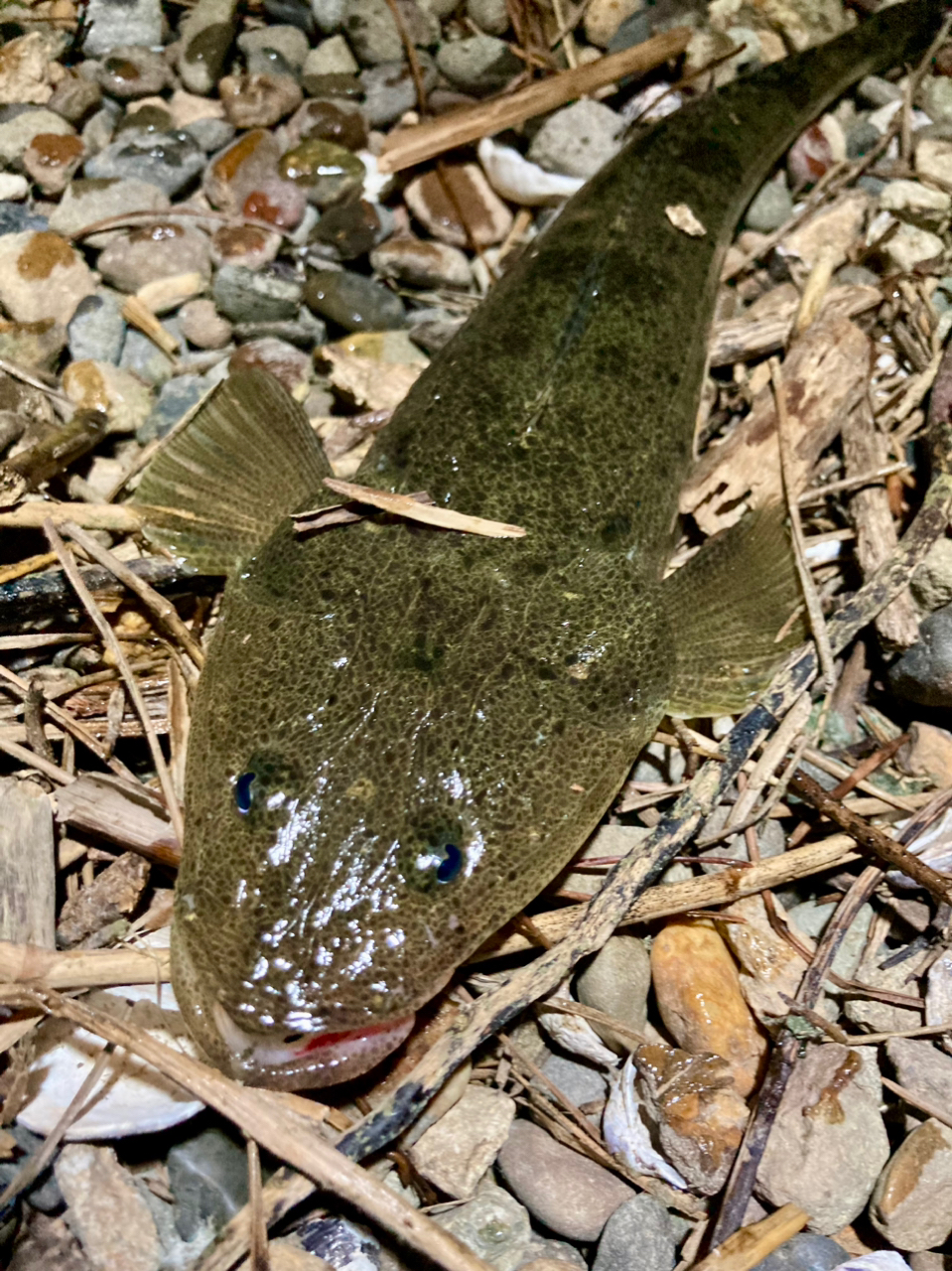 マゴチ