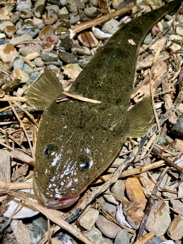 マゴチの釣果