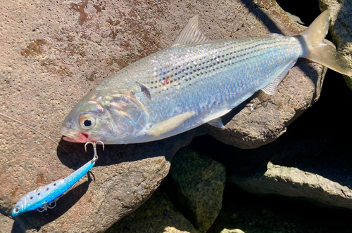 コノシロの釣果