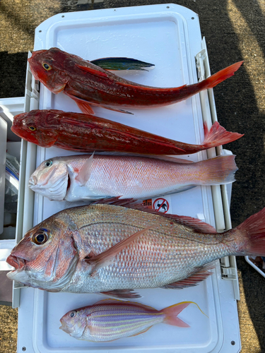 シロアマダイの釣果