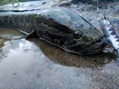 ライギョの釣果