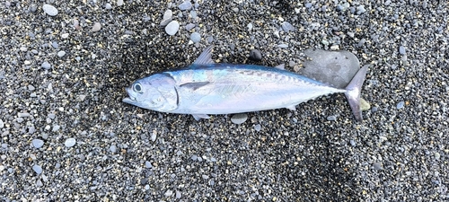 ソウダガツオの釣果