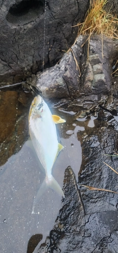 ショッコの釣果