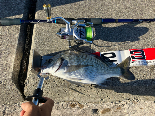 ミナミクロダイの釣果