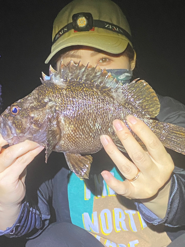 オウゴンムラソイの釣果