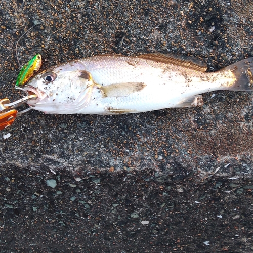 イシモチの釣果